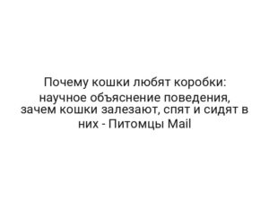 Почему кошки любят коробки: научное объяснение поведения, зачем кошки залезают, спят и сидят в них — Питомцы Mail